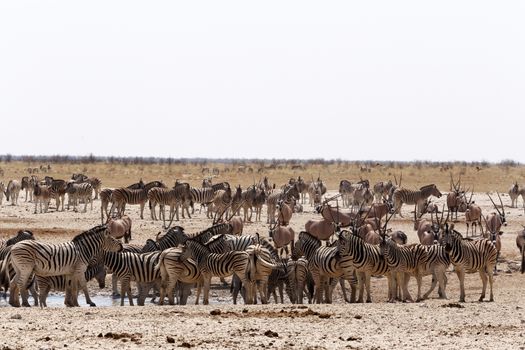 Crowded waterhole with zebras, springbok and orix. Etosha national Park, Ombika, Kunene, Namibia. True wildlife photography