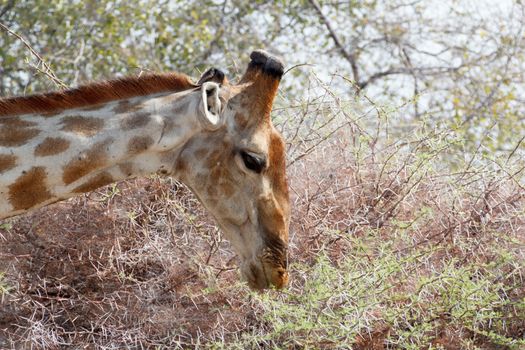 Giraffa camelopardalis grazing on tree in Etosha national Park, Ombika, Kunene, Namibia, true wildlife
