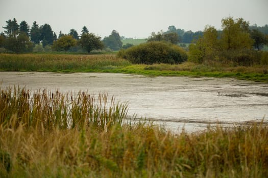 rural landscape, reeds at the pond, overcast typical autumn european scene
