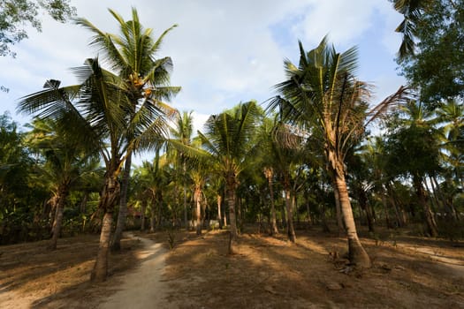 coco-palm tree forrest, Bali, Nusa Penida, Indonesia, with blue sky