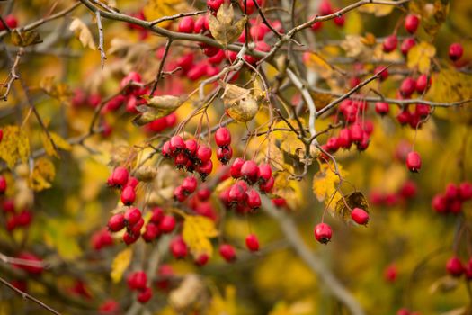 wild rosehips in nature, beautiful background, Red Cankerberry on the Branch of Bush