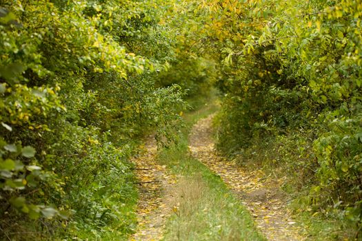 Country road through rich deciduous forest in overcast weather, autumn scene