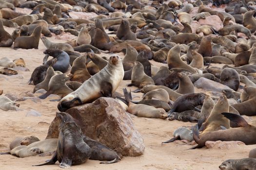 huge colony of Brown fur seal, Arctocephalus pusillus, in Cape Cross, Namibia, wide angle view, true wildlife photography