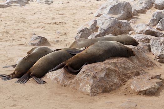 huge colony of Brown fur seal, Arctocephalus pusillus, in Cape Cross, Namibia, wide angle view, true wildlife photography