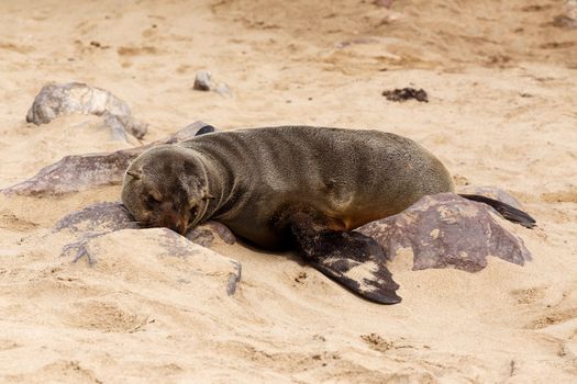 huge colony of Brown fur seal, Arctocephalus pusillus, in Cape Cross, Namibia, wide angle view, true wildlife photography