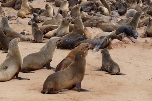 huge colony of Brown fur seal, Arctocephalus pusillus, in Cape Cross, Namibia, wide angle view, true wildlife photography