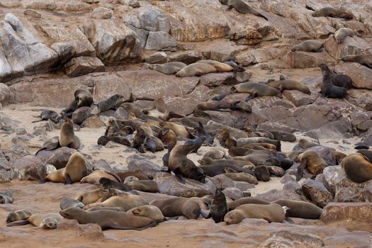 huge colony of Brown fur seal, Arctocephalus pusillus, in Cape Cross, Namibia, wide angle view, true wildlife photography