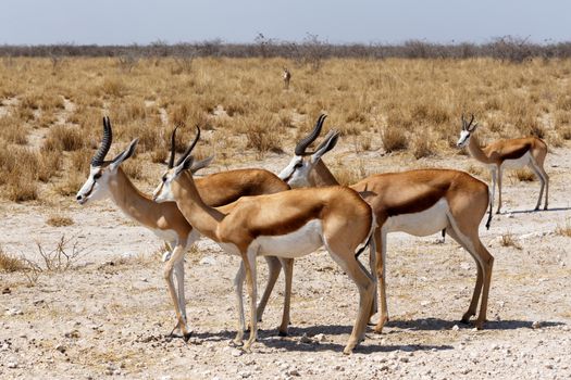 herd of springbok in Etosha national park, Namibia