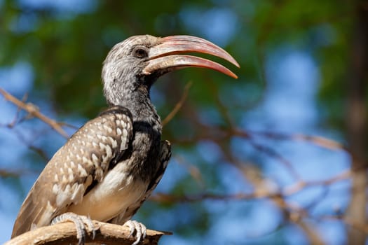 Yellow-billed Hornbill sitting on a branch and rest, Etosha, Namibia