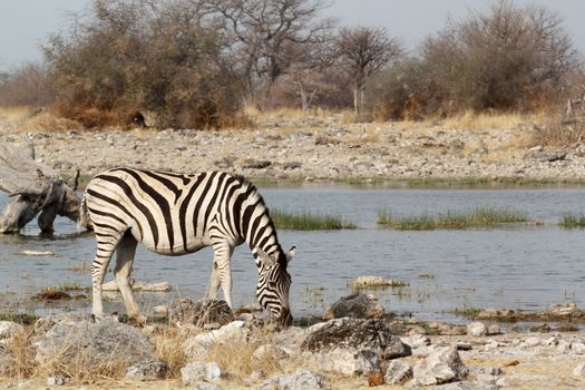 Zebra in african bush. Etosha national Park, Ombika, Kunene, Namibia. True wildlife photography