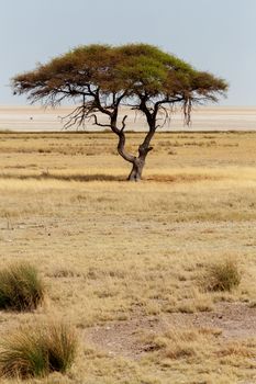 Typical large Acacia tree in the open savanna plains of East Africa, Etosha, Namibia