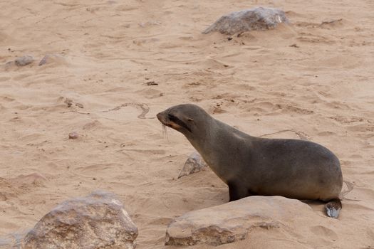 huge colony of Brown fur seal, Arctocephalus pusillus, in Cape Cross, Namibia, wide angle view, true wildlife photography