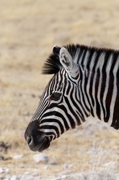 Zebra portrait. Burchell's zebra, Equus quagga burchellii. Etosha national Park, Ombika, Kunene, Namibia. True wildlife photography