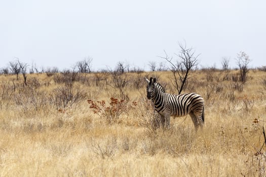 Zebra in african bush. Etosha national Park, Ombika, Kunene, Namibia. True wildlife photography