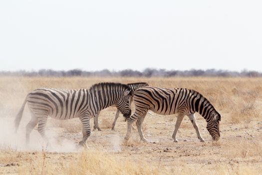 Zebra on dusty white sand. Etosha national Park, Ombika, Kunene, Namibia. True wildlife photography