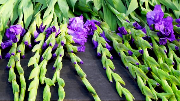 Purple flowers and green trunk in Europe