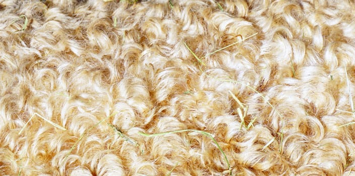 closeup natural sheep fur