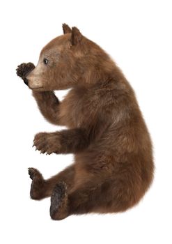 3D digital render of a brown bear cub isolated on white background