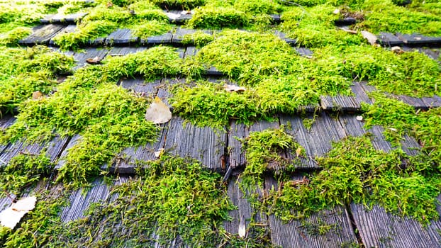 moss on the wood  roof detail