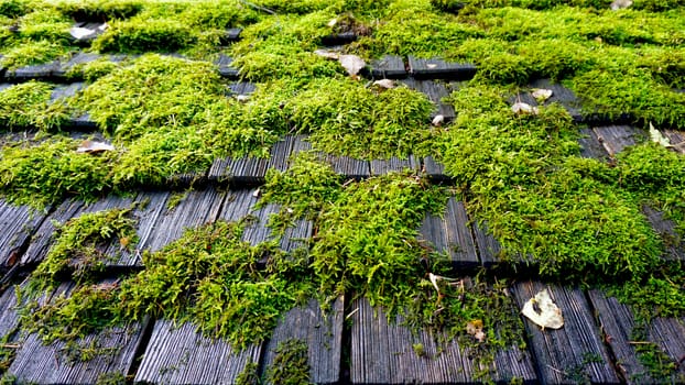 moss on the roof detail