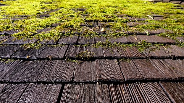 moss on the roof tiles  background