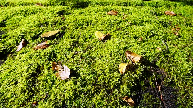 close up moss on the roof 