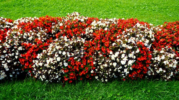 red and white flower in the Mirabell Garden in Salzburg, Austria