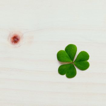 Closeup clovers leaves  setup on wooden background.