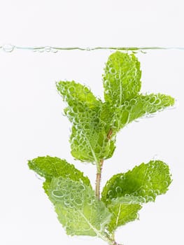 Mojito cocktail with fresh mint leaves isolate  on white background.