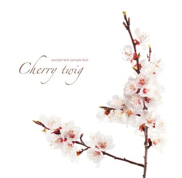 branch of cherry in bloom