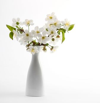 cherry twig in bloom in vase