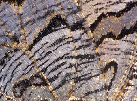 Butterfly wing detail, macro background