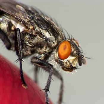 House fly (Sacrophaga carnaria)-macro shot