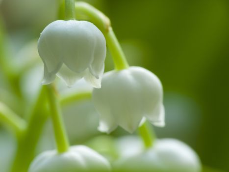 Lily of the valley on green background-convallaria majalis
