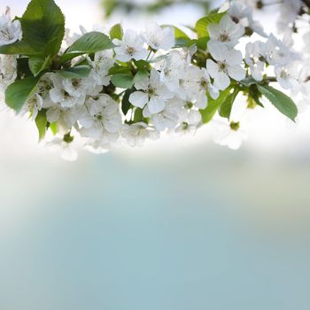 cherry twig in bloom