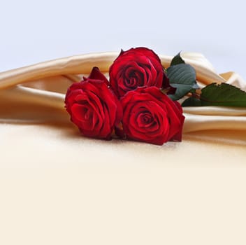 red roses on silk background