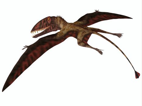 Dimorphodon was a carnivorous flying Pterosaur that lived in the Jurassic Period of England.