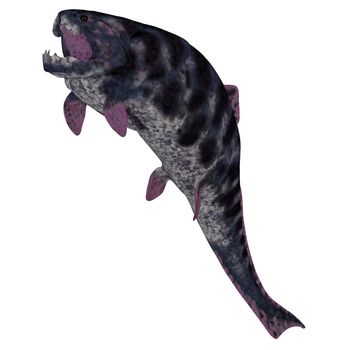 Dunkleosteus is a Devonian prehistoric fish that lived in the seas of North America, Poland, Belgium and Morocco.