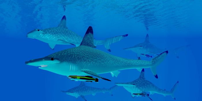 A group of predatory Hammerhead sharks swim together searching for prey in clear ocean waters.