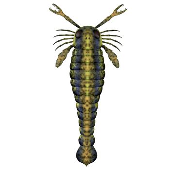 Pterygotus was a predatory sea scorpion that lived all over the world from the Silurian to Devonian Eras.