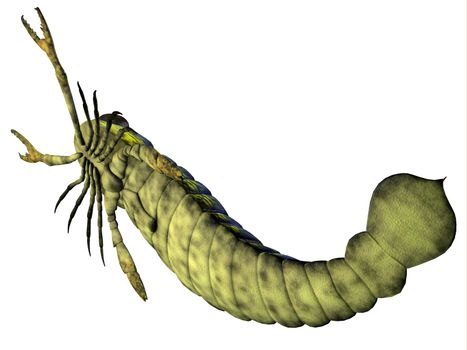 Pterygotus was a predatory sea scorpion that lived all over the world from the Silurian to Devonian Eras.