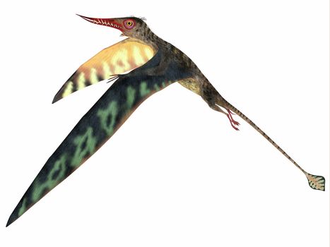 Rhamphorhynchus was a carnivorous pterosaur that lived in England, Tanzania, Spain and Germany during the Jurassic Periods.