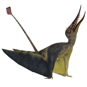 Rhamphorhynchus was a carnivorous pterosaur that lived in England, Tanzania, Spain and Germany during the Jurassic Periods.