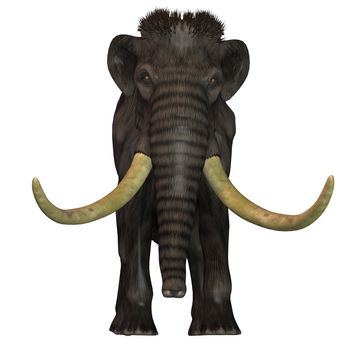 The Woolly Mammoth was a herbivore that lived during the Pleistocene Period of Eurasia and North America.