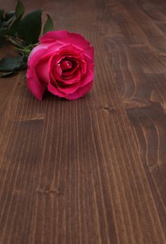 rose on wood background