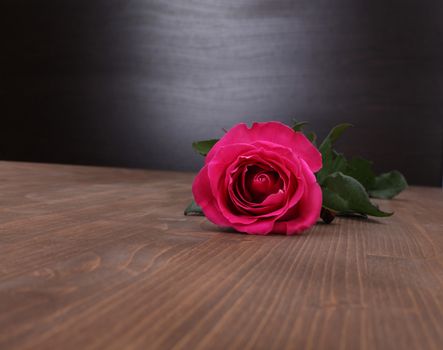 rose on wood background