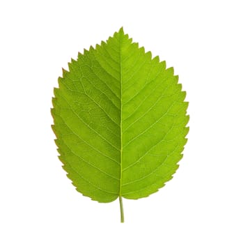 close up green leaf isolated