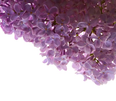 lilac flower isolated