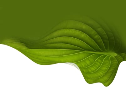 green leaf background