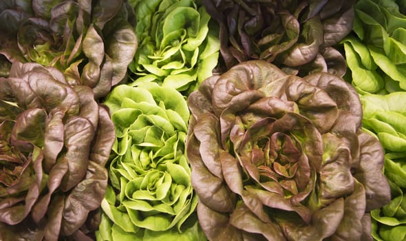 Different colored lettuces in a produce market